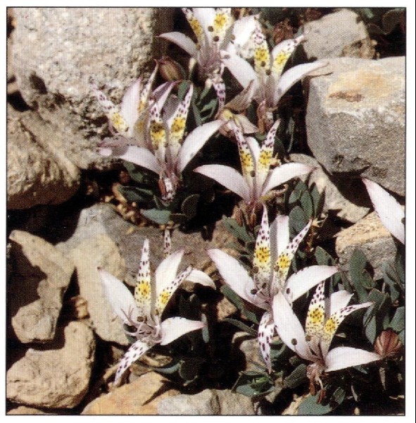 Alstroemeria exserens Alpine Garden Society